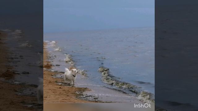 Собака делает больно, лишь когда умирает смотреть онлайн