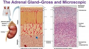 Сазонов С.В. 25. Надпочечник