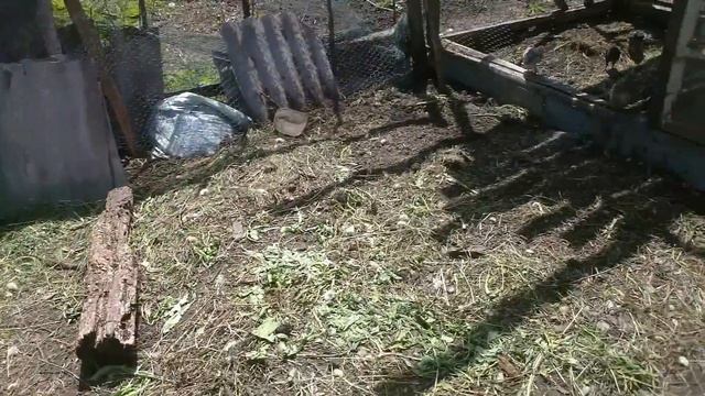 курятник МОЛОДОЙ ПЕТУХ смотреть онлайн