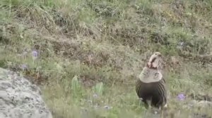 #Rashtonzamin 
Кабки Ҳилол
 Kabki Hilol