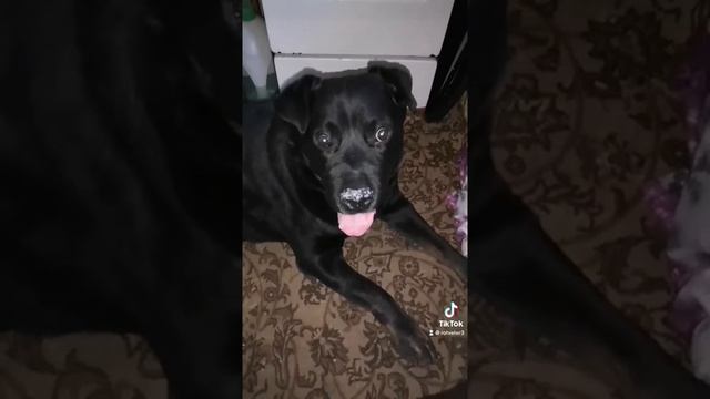 ТикТок Rotveler3 #ротвейлертолстый #ротвейлер #собаки #приколы #кошки