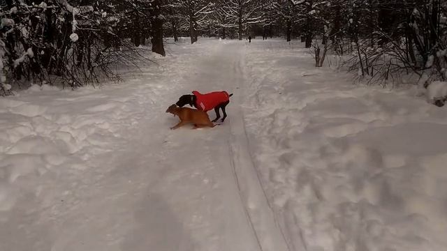 Малыш Ник в добрые руки! смотреть онлайн