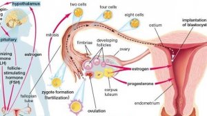 Сазонов С.В. 48. Матка