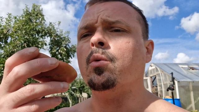 Томат Гном "Чёрный Ангус" сорт, очень хорош для салата 👌 "Black Angus " Dwarf tomato 🍅 смотреть онлайн