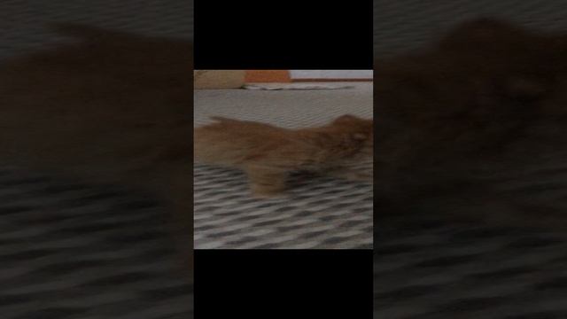 20.08.2022- первые шаги.