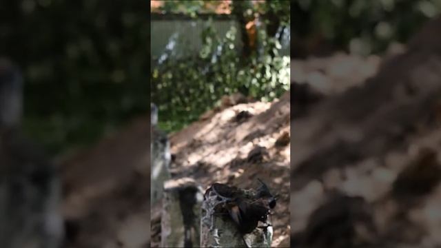 Почему у тебя все сваи раздолбанные (сваи под фундамент пристройки)