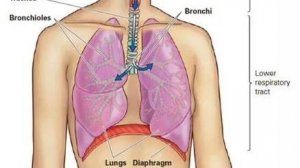 Сазонов С.В. 38. Лёгкое