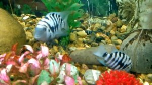 Аквариум Цихлидник