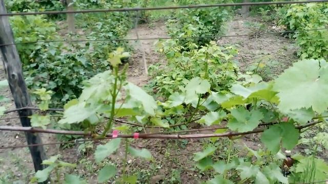 Вегетация сортов винограда. смотреть онлайн