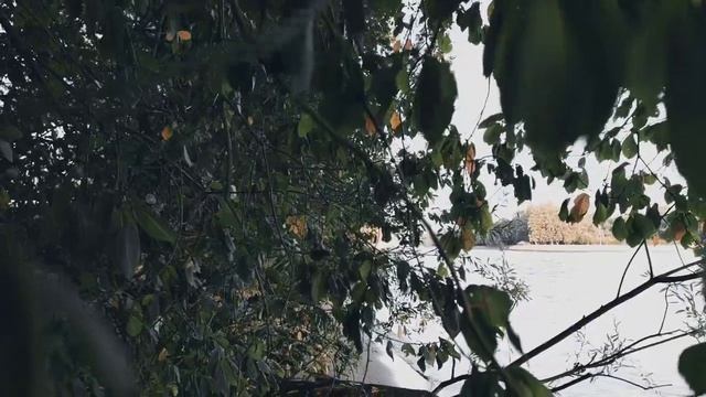 VID 20230928 174907 Я не по звёздам о судьбе гадаю...(Уильям Шекспир)...Павел Васильев Лахтинский смотреть онлайн