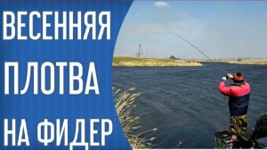Ловля весенней плотвы на фидер. Рыбалка 2021