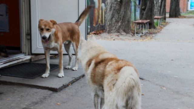 Нашли сбежавшего Хаски. История о белоглазой собаке. смотреть онлайн