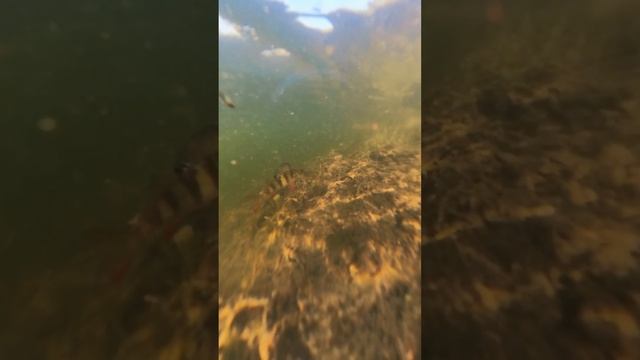 такие мелкие,но уже с задатками хищника #fishing #рыбалка смотреть онлайн