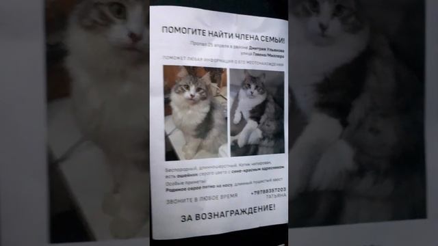 Друзья!Помогите найти котика это не наш но нам дали объявление номер хозяев есть на фото. смотреть онлайн