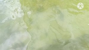 Кормление форели верхоплавкой