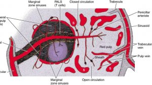 Сазонов С.В. 20. Селезёнка