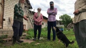 Шарика прикормить