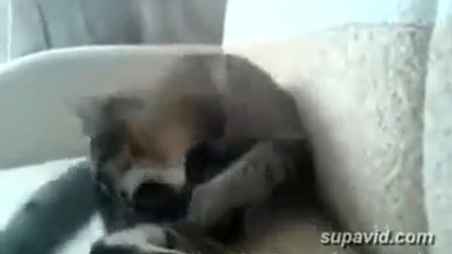 Ну как кот набил сам себе морду смотреть онлайн