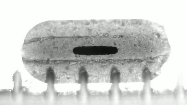 imbibition of cylindrical aggregate with spherical extremities (initial vacuum 50 mbar's) смотреть онлайн