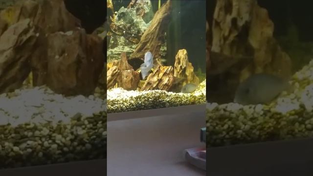 брачные игры цихлид голубой дельфин🐬 смотреть онлайн