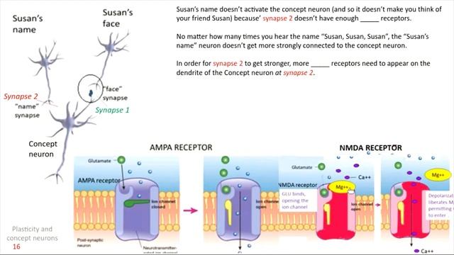 NMDA receptors and learning, Part 3: Concept neurons смотреть онлайн
