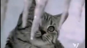 Новогодняя реклама Whiskas
