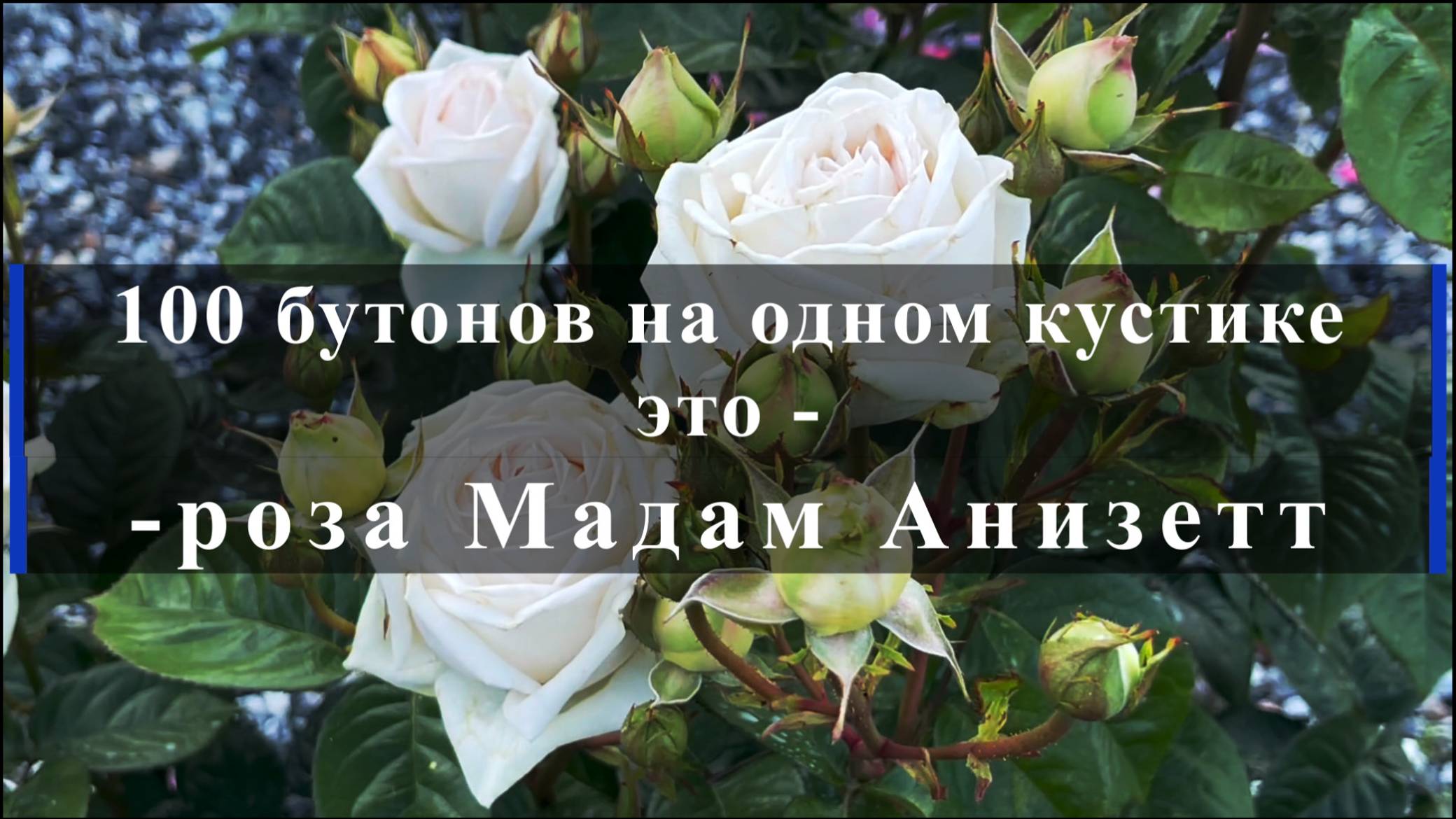100 бутонов на одном кустике - это роза Мадам Анизетт смотреть онлайн