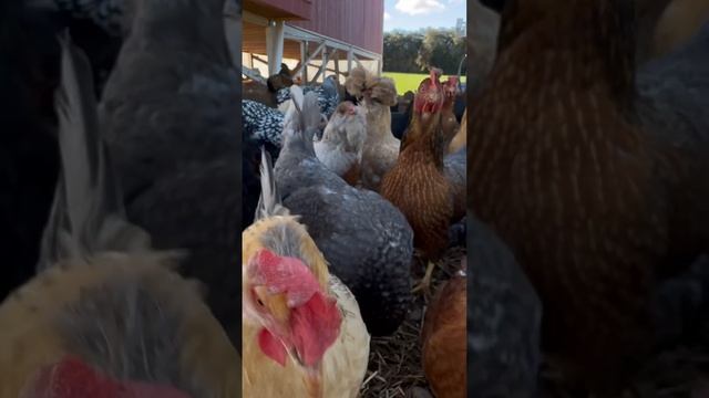 #hens #chicken #chickenlovers #chickenlife #backyardchickens #polish #flockpower #farm #chickenfarm смотреть онлайн