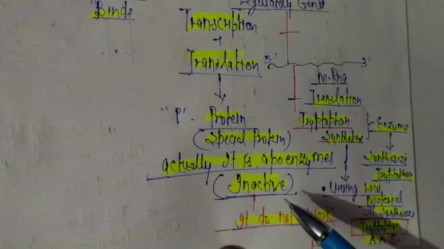 Tryptophan Operon | Repressible Operon | For BSc 3Sem/M.Sc 4Sem/NEET/B.Pharma |