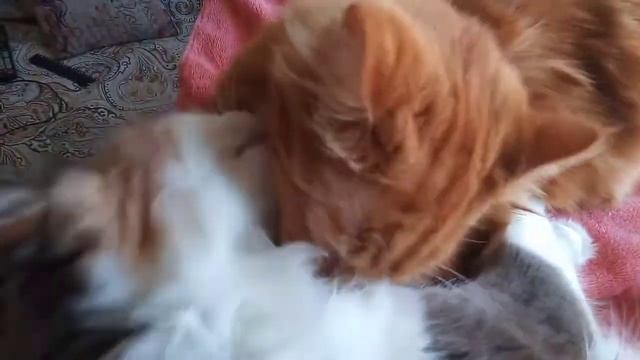 Кошки вылизывают друг друга смотреть онлайн