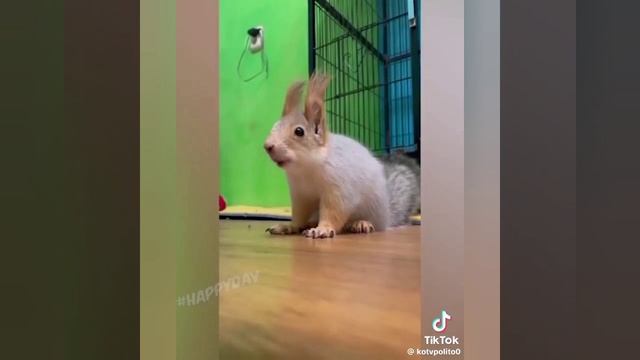 Веселые животные