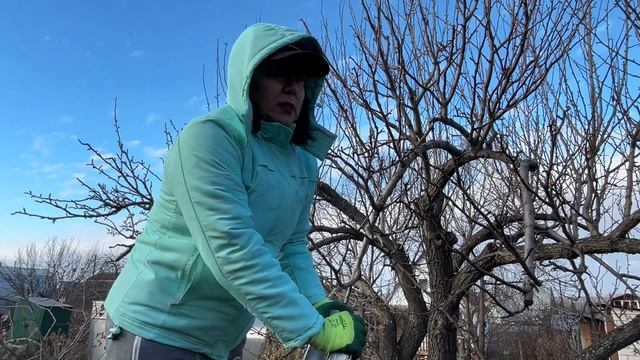 Обрезка старой груши. Как правильно обрезать "волчки" смотреть онлайн