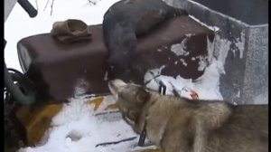 Профессиональная охота в западной сибири1.avi