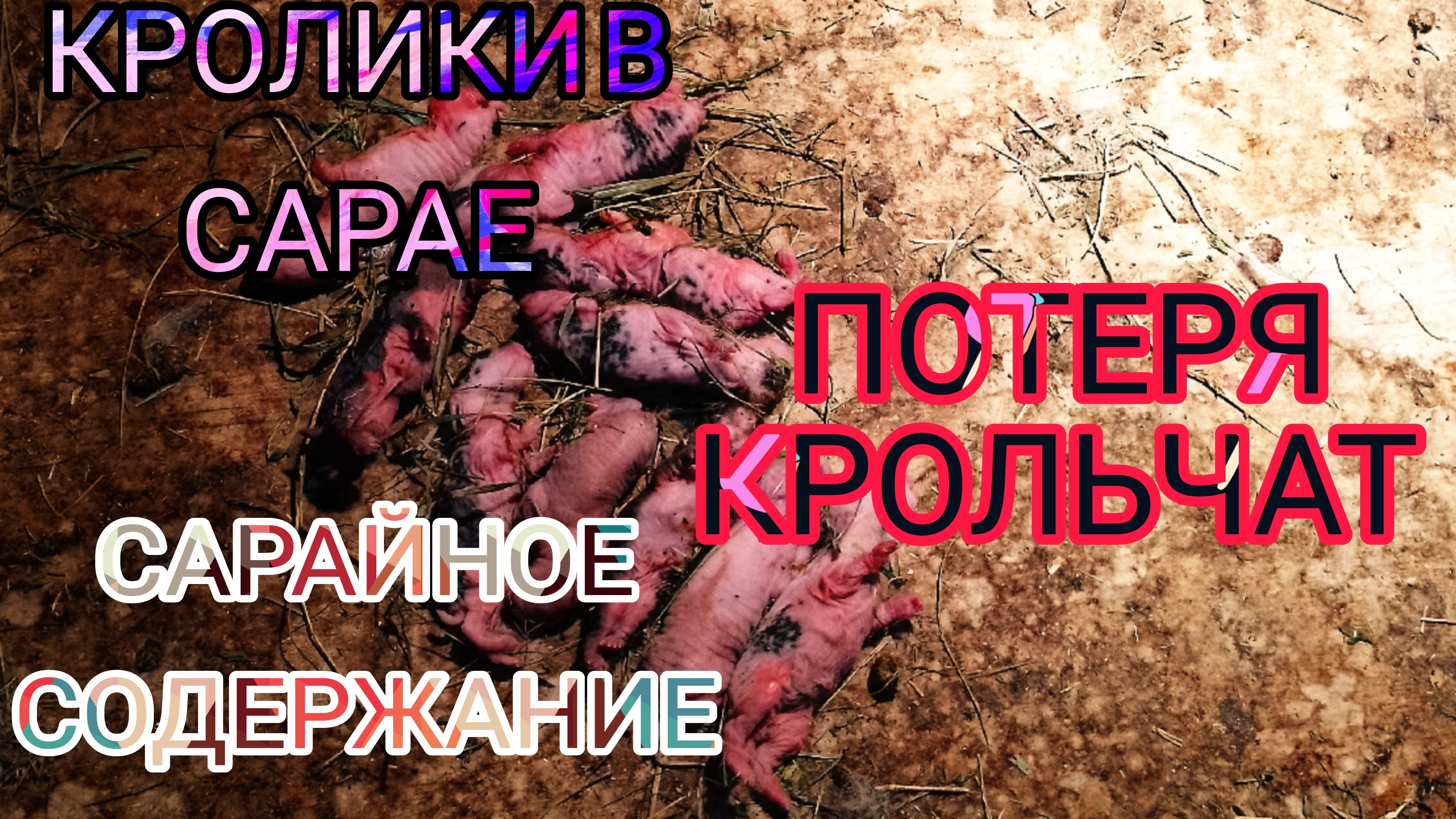 КРОЛИКИ В САРАЕ. САРАЙНОЕ СОДЕРЖАНИЕ КРОЛИКОВ. ПОТЕРЯ КРОЛЬЧАТ смотреть онлайн
