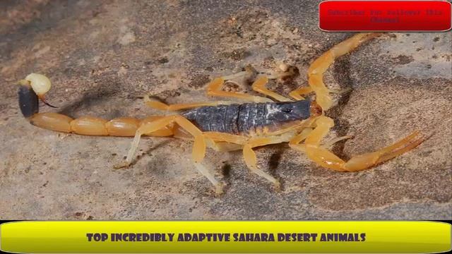 top Incredibly Adaptive Sahara Desert Animals смотреть онлайн