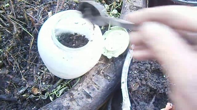 Разведение жуков с личинок или шеф-повара для цитрусов в посуде. смотреть онлайн