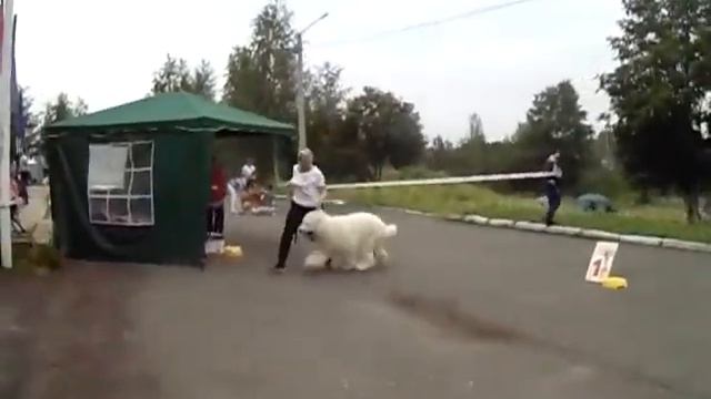 Березники, монопородная выставка ЮРО собак 27.07.19 смотреть онлайн