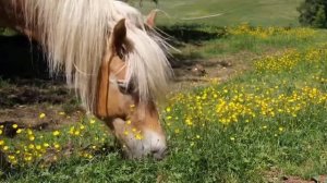 Nasheed / Horses | Нашид / Лошади