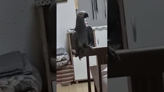 Учим иврит,а Муху игнорирует... смотреть онлайн