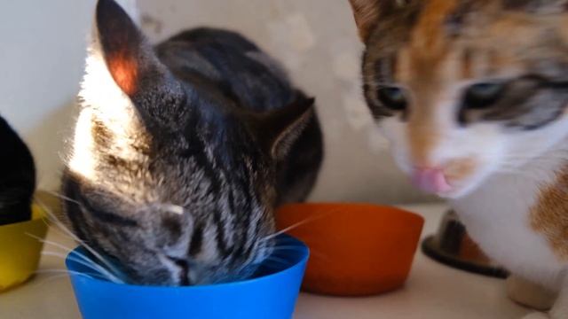 О котиках для малышей. Кошки и коты. Развивашки. Домашние питомцы. Домашние животные. Кот. Кошка. смотреть онлайн