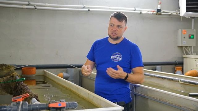 Карпы Кои - породы, расцветки и стоимость смотреть онлайн