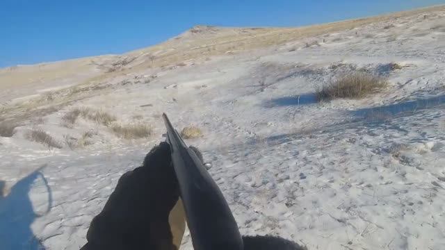 Снова удачная охота на зайца. Три зайца за час.