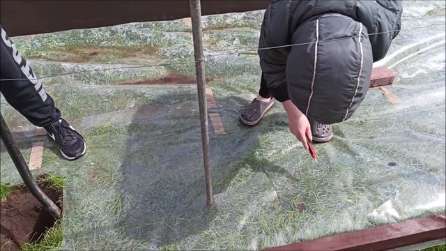 Сажаем малину