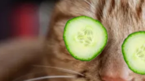 игра в чикенган часть 3