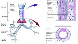 Сазонов С.В. 37. Трахея