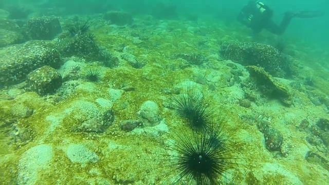 South China Diving Club - Hong Kong Diving