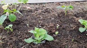 Не забудьте о подкормке йодом! Петунии переезжают в грунт.