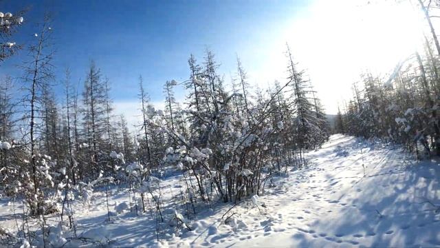 Снега по колено собака помогает искать путь в лесу смотреть онлайн