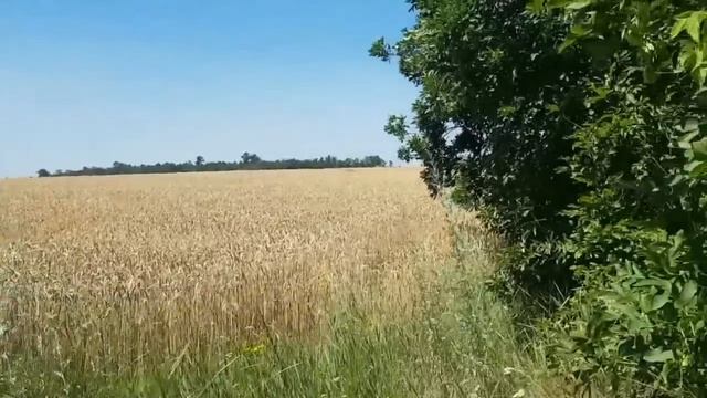 САМВЕЛ АДАМЯН ЖРАТВА ОТ ЭДИТЫ БОЛЬШЕ ЕХАЛИ ЧЕМ ЕЛИ смотреть онлайн