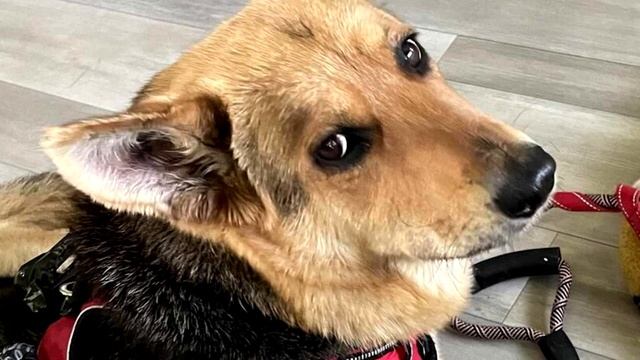 Брошенная собака бродила по улицам с игрушкой в зубах. Причина поражает!